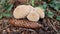 ommonÂ puffball,Â warted puffball,Â gem-studded puffball,Â wolf fartsÂ or theÂ devil& x27;s snuff-box, Lycoperdon perlatum